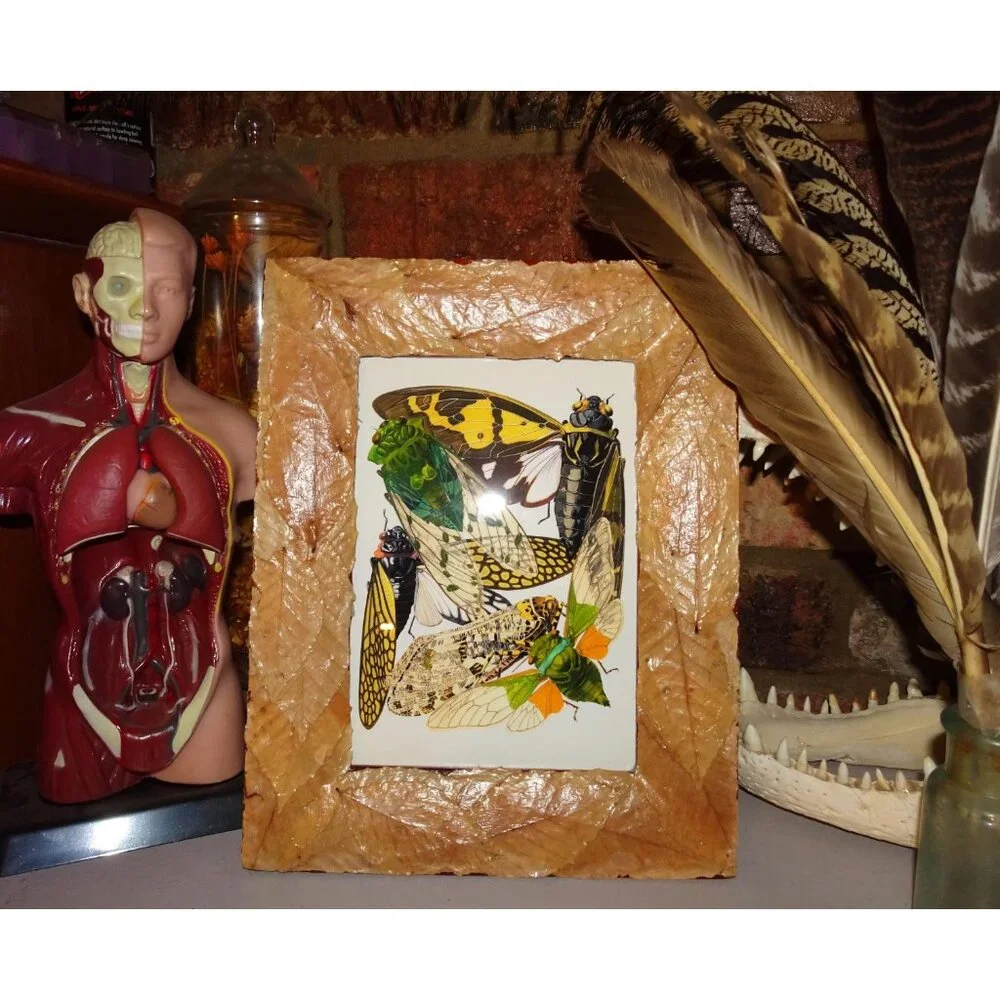Vintage Art Print of Cicadas in Frame with Real Leaves goth witchy nature insect